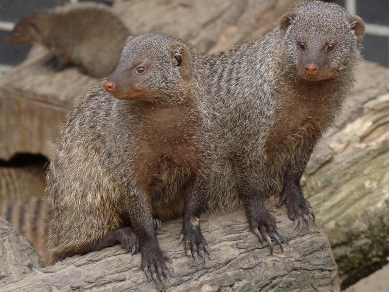 Banded Mongoose