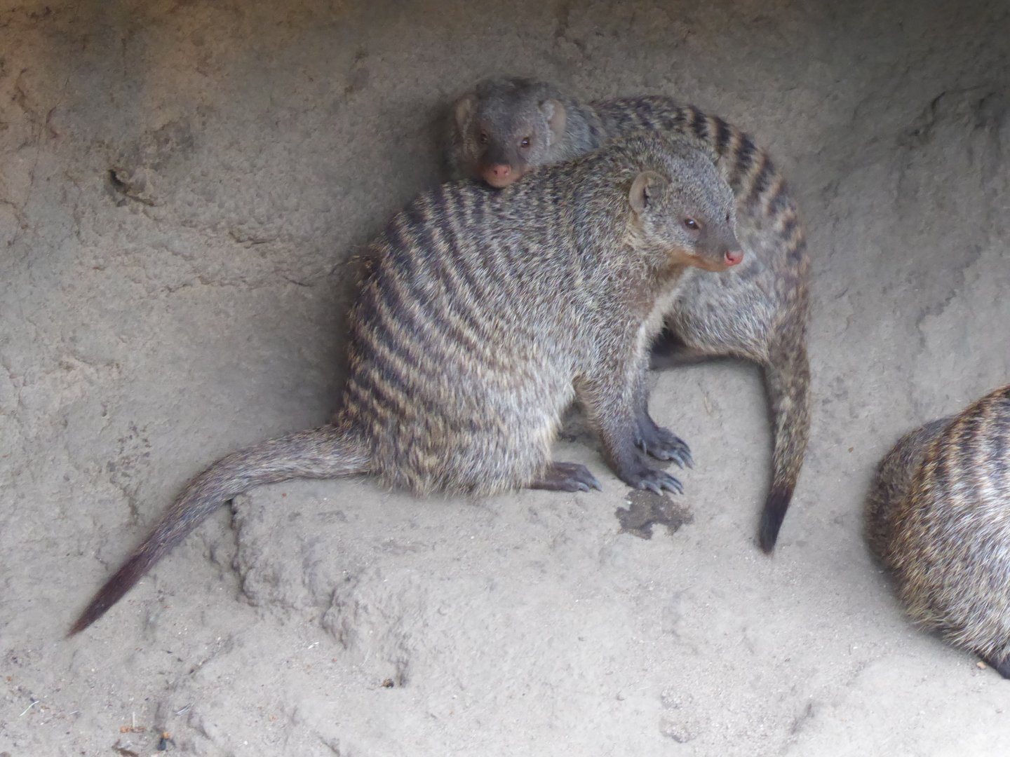 Banded mongooses 011219