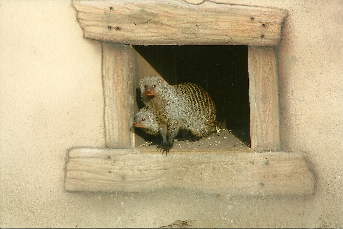 Banded Mongooses, 17th February 2012