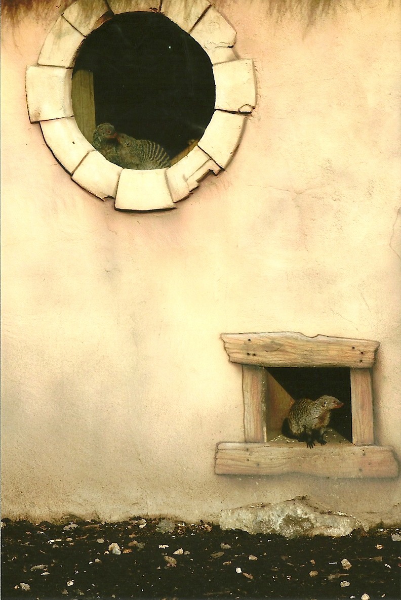 Banded Mongooses, 17th February 2012