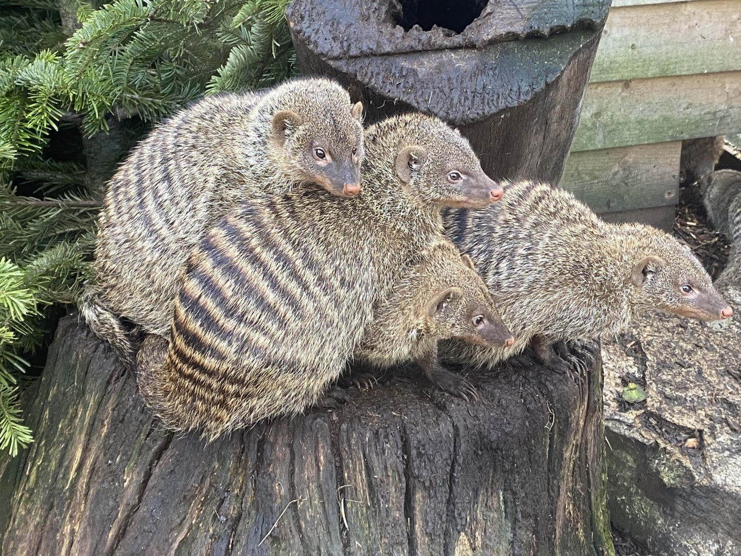 Banded mongooses 250222