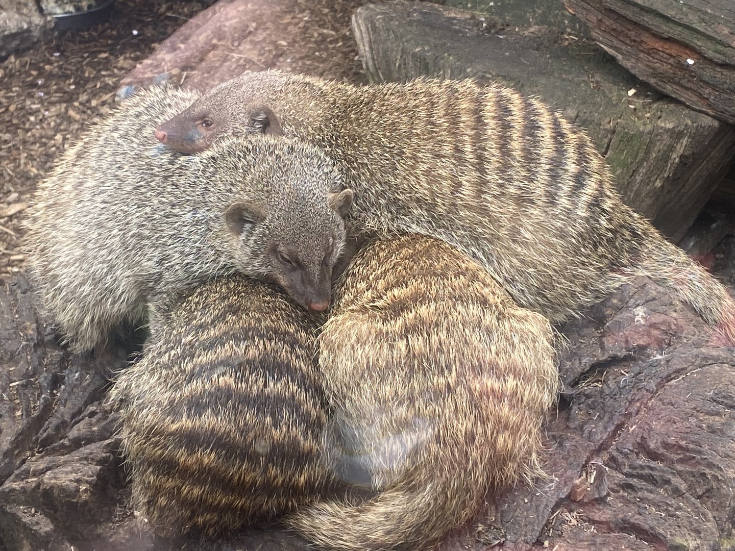 Banded mongooses 300623
