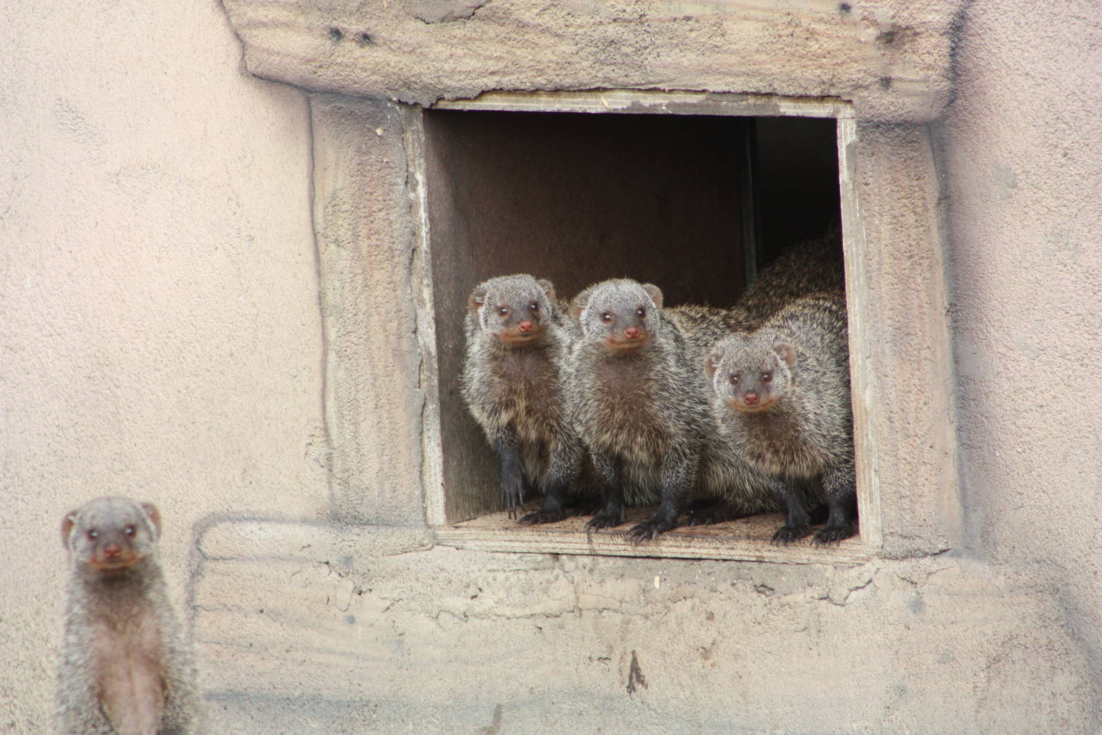 Banded Mongooses, 30th September 2014