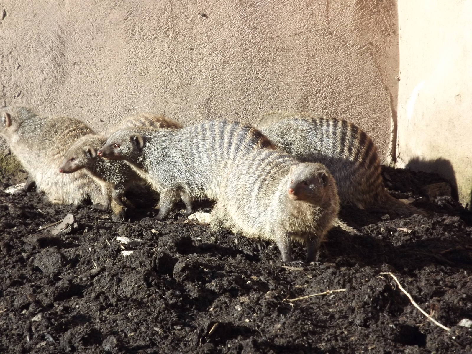 Banded Mongooses at Flamingoland 19/02/12