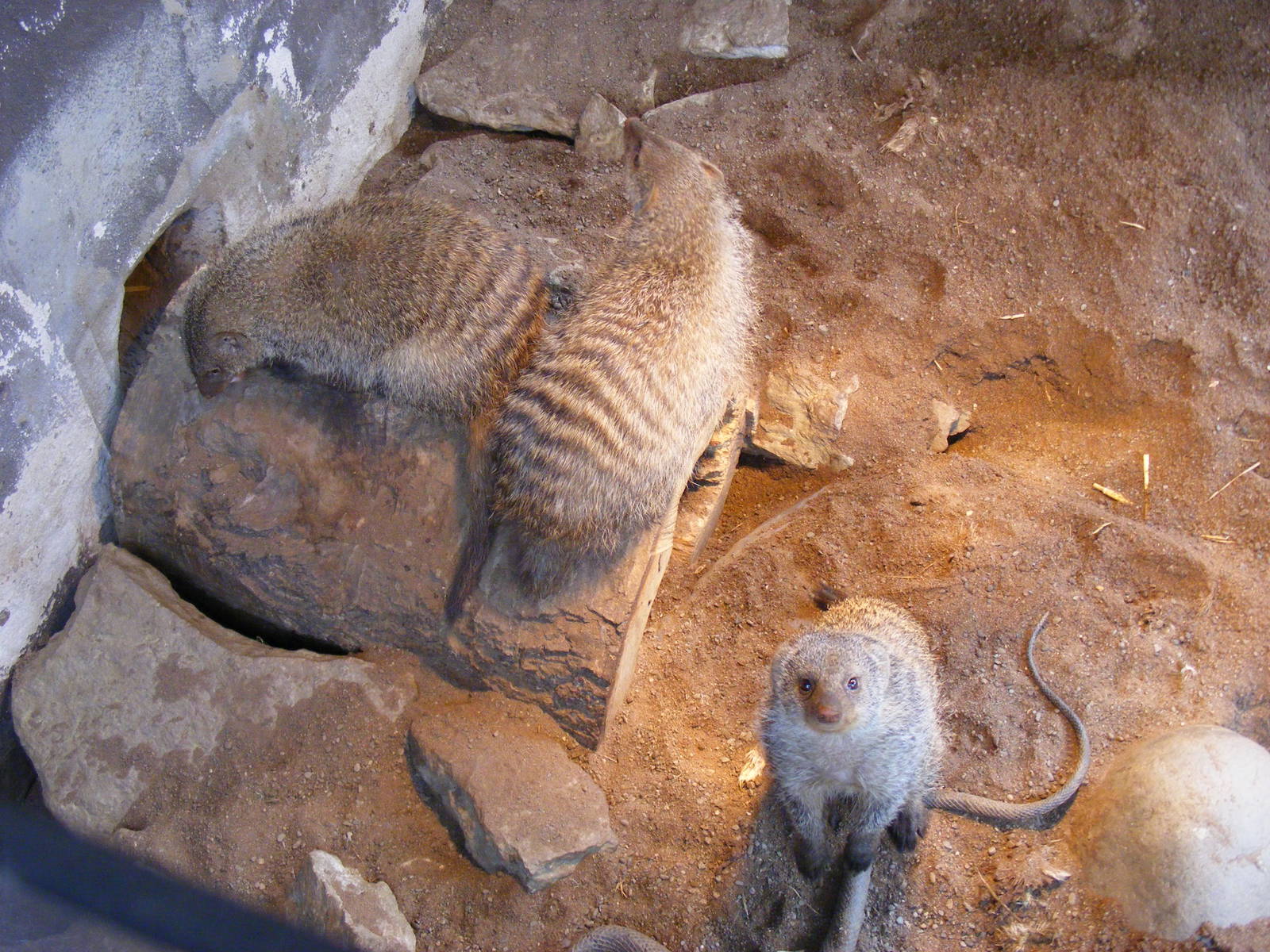 Banded mongooses at Wickid Pets - Animal Adventure, 29 April 2011