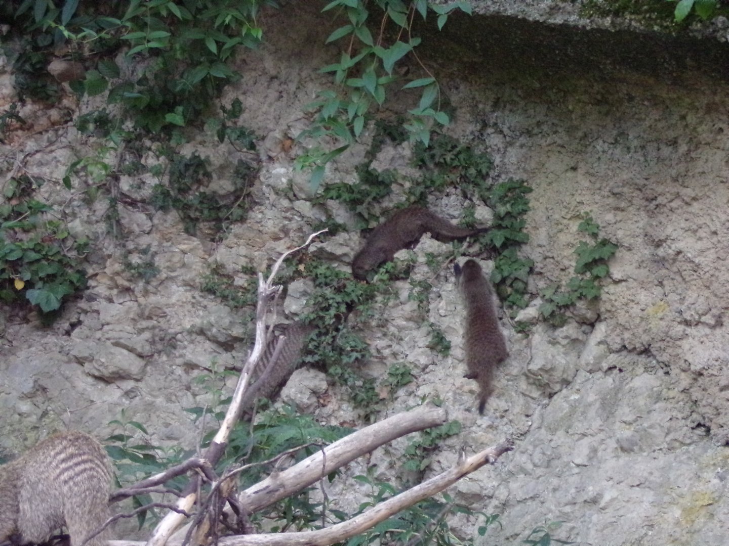 Banded mongooses climbing on the walls 13.7.25