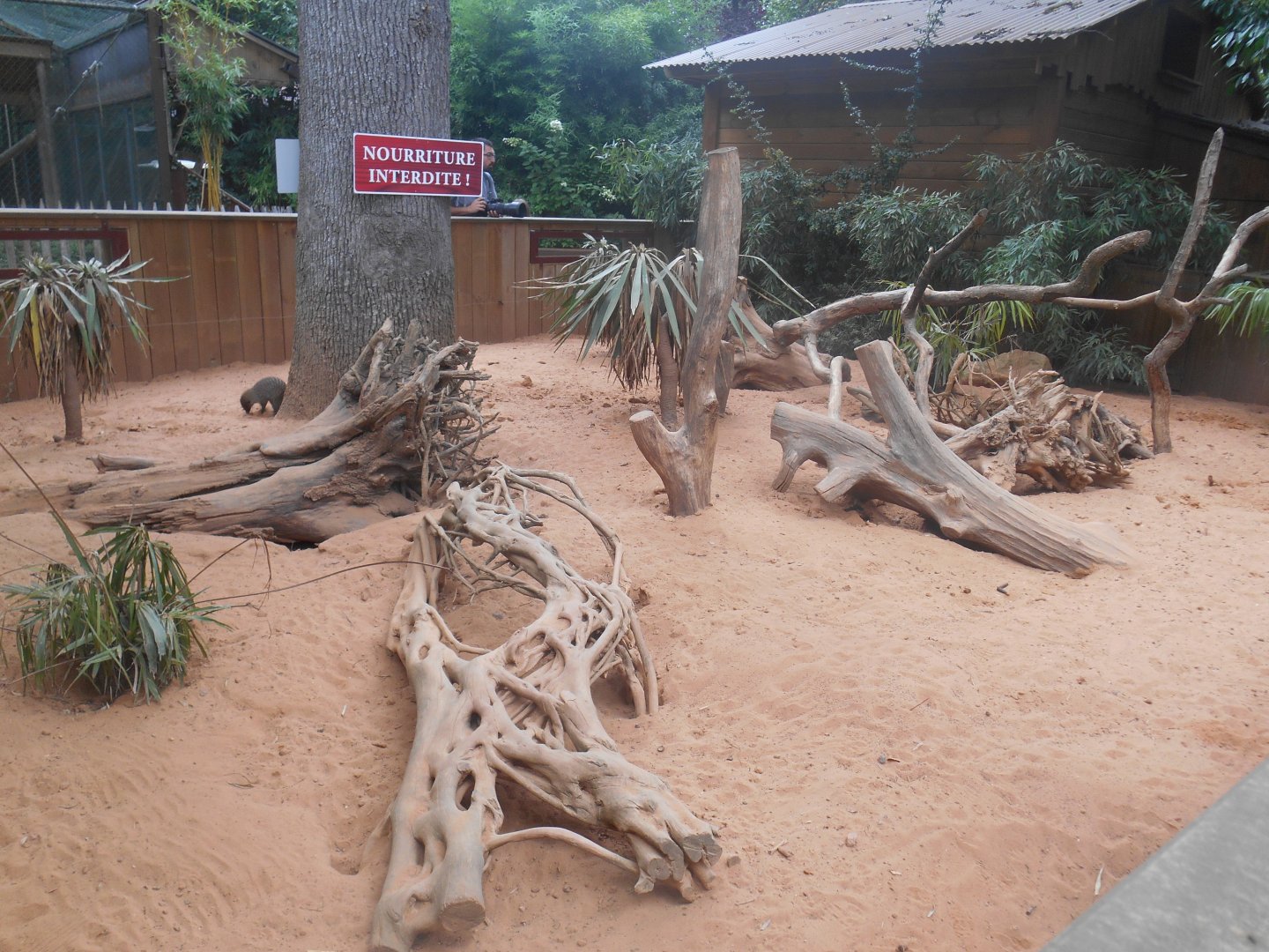 Banded Mongooses Exhibit
