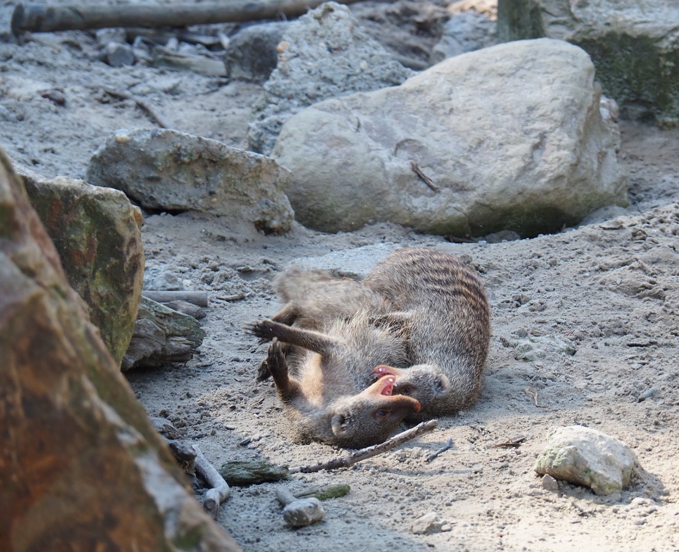 Banded mongooses fighting (Mungos mungo)