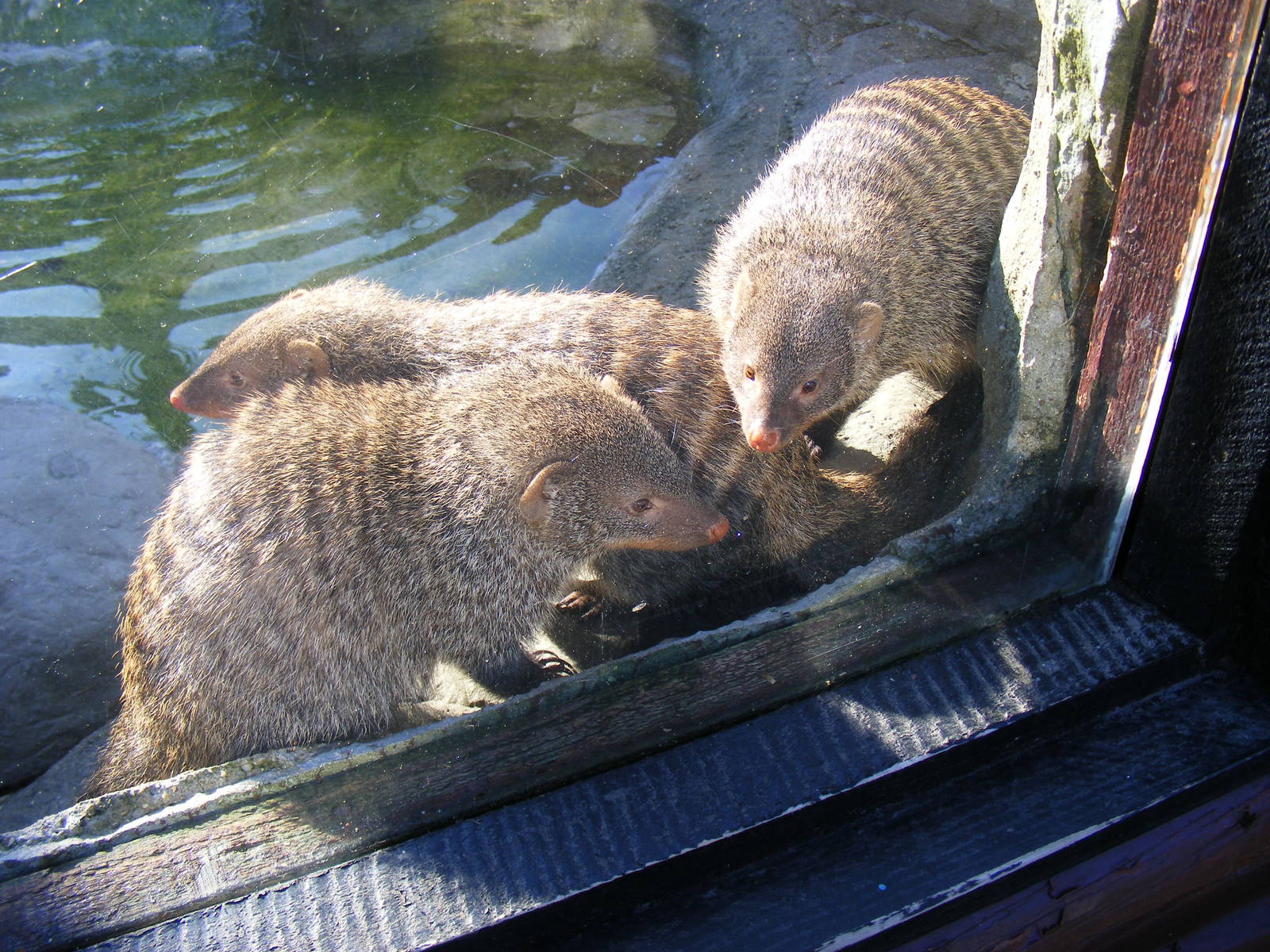 Banded Mongooses in Small Mammals exhibit at Colchester Zoo, 13 February 20