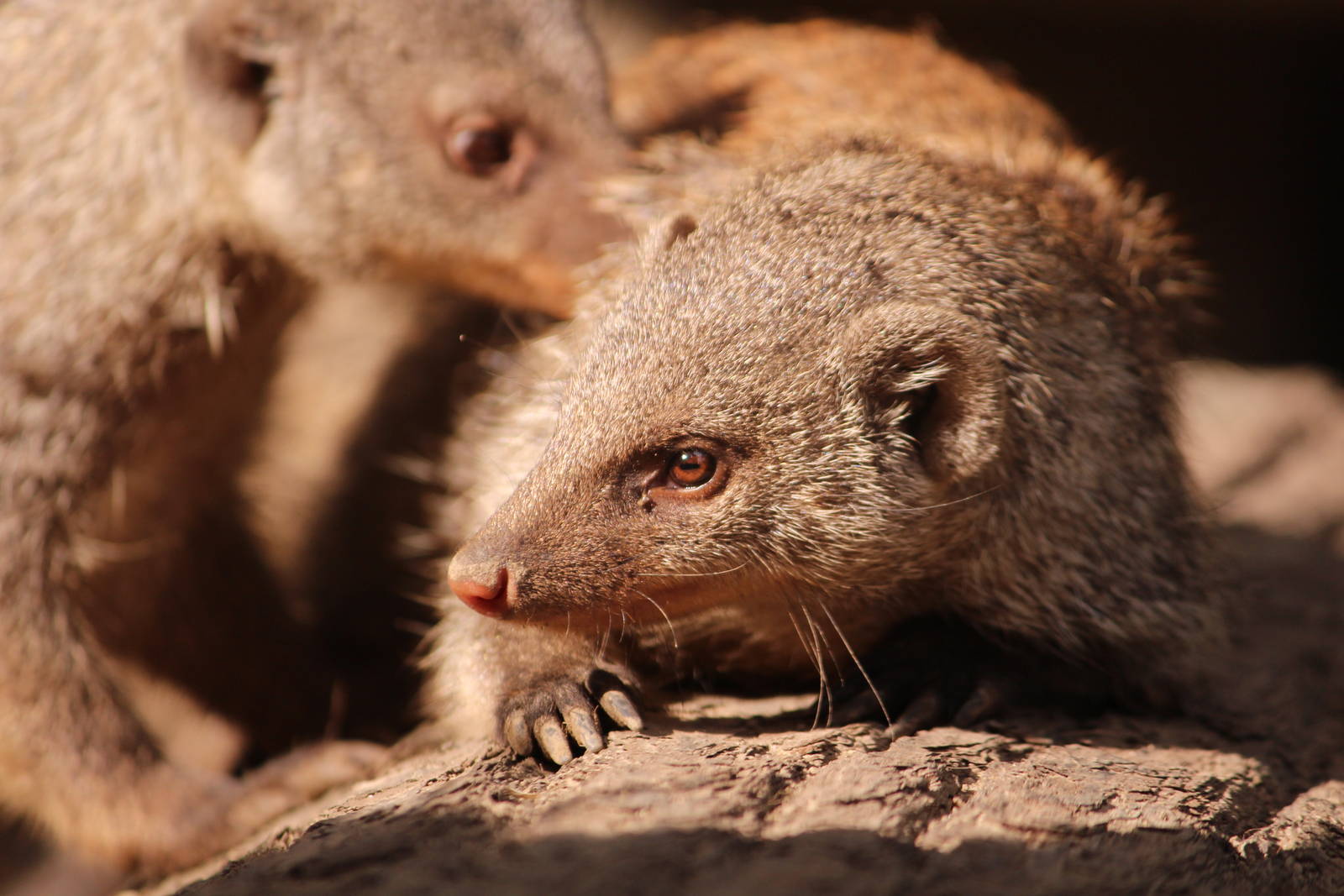 Banded mongooses, July 2013
