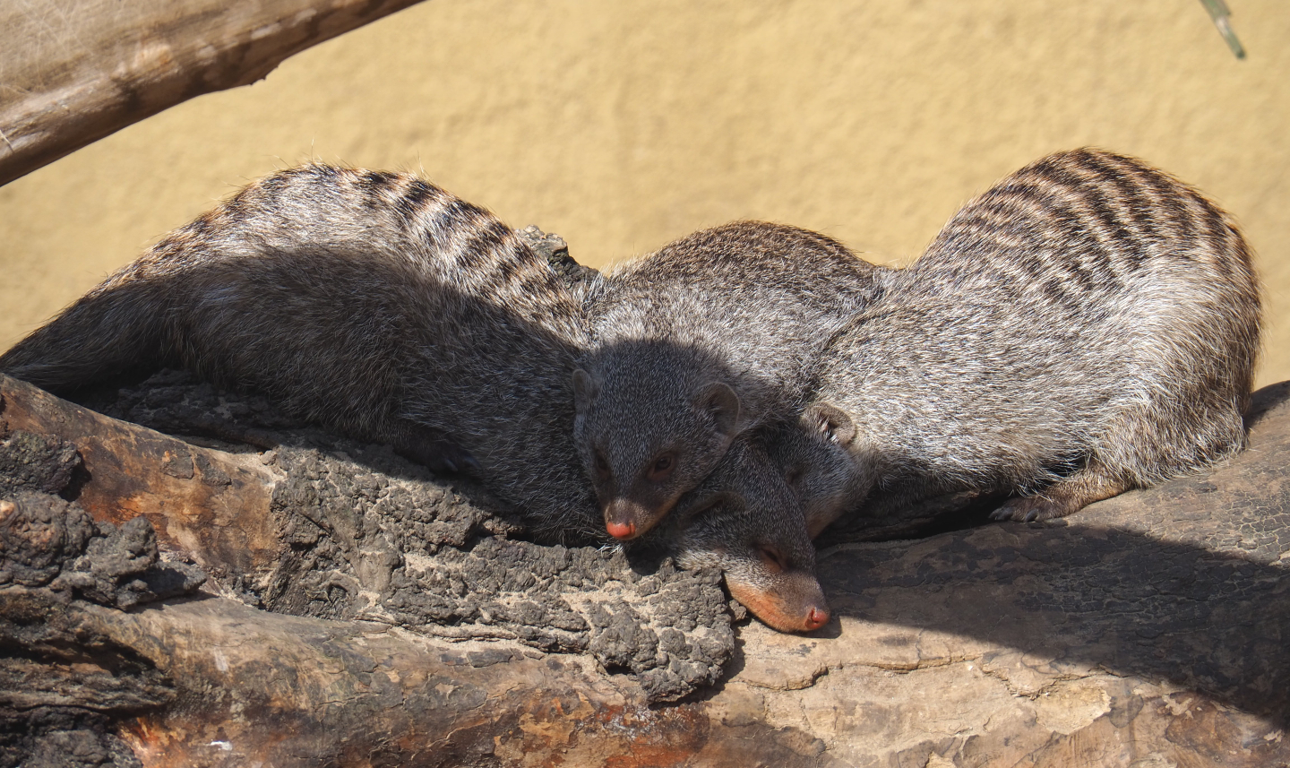 Banded mongooses (Mungos mungo), 2020-06-12