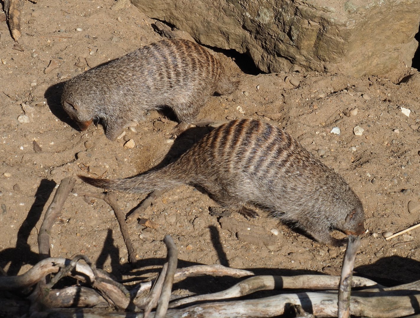 Banded mongooses (Mungos mungo), 2020-07-21