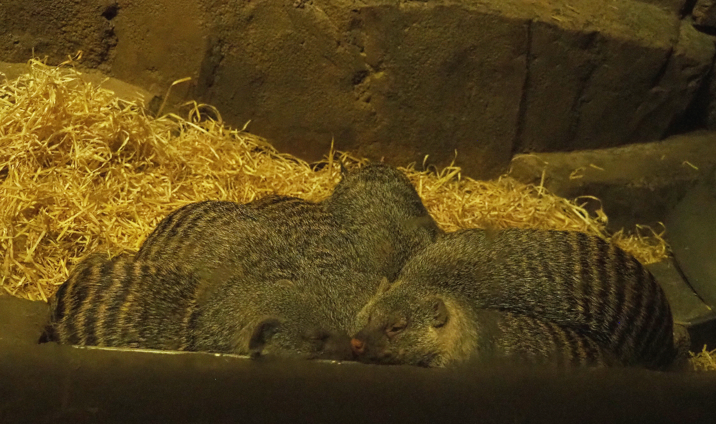 Banded mongooses (Mungos mungo), 2022-02-12