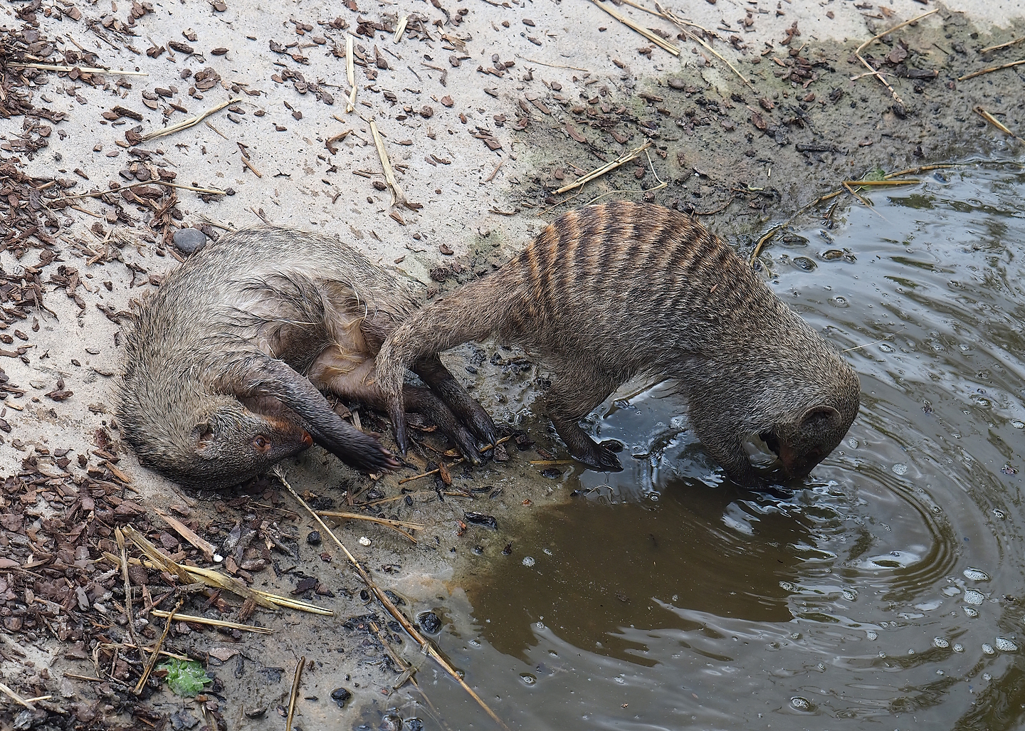 Banded mongooses (Mungos mungo), 2022-06-12