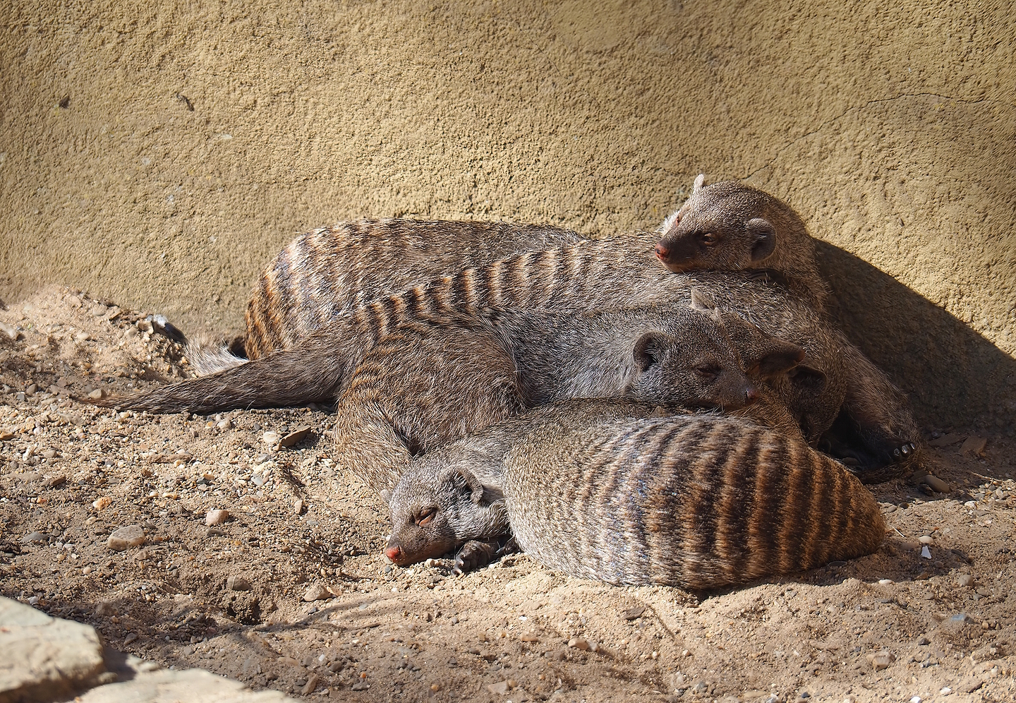 Banded mongooses (Mungos mungo), 2022-08-07