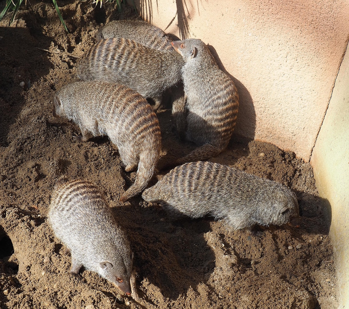 Banded mongooses (Mungos mungo), 2022-09-12