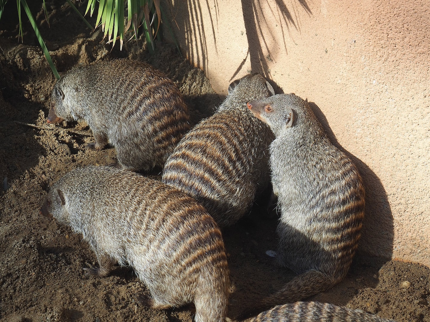 Banded mongooses (Mungos mungo), 2022-09-12