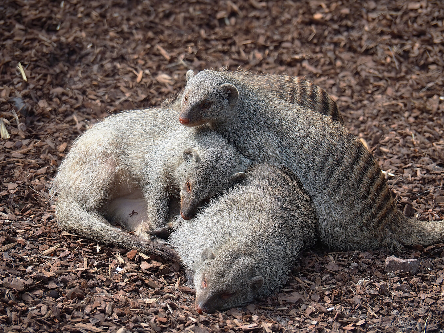 Banded mongooses (Mungos mungo), 2023-08-15