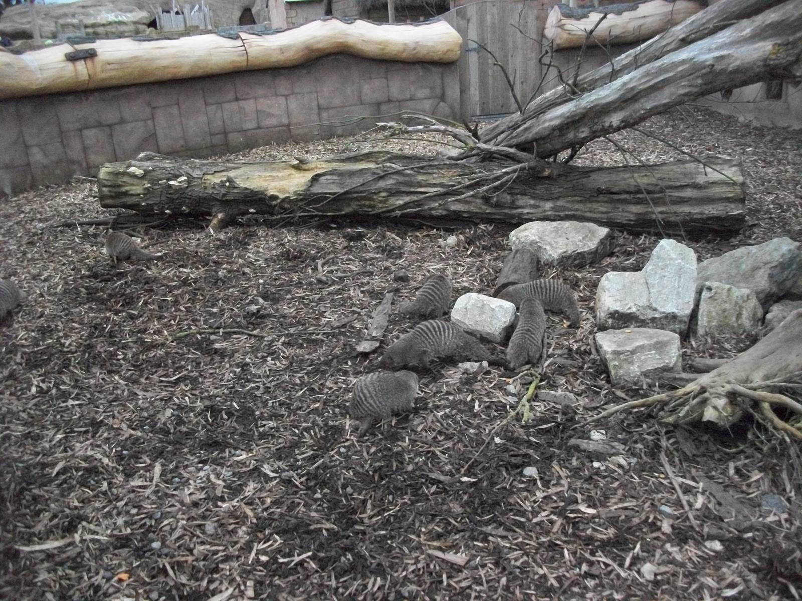 Banded Mongooses searching for Mealworms 22nd February 2013