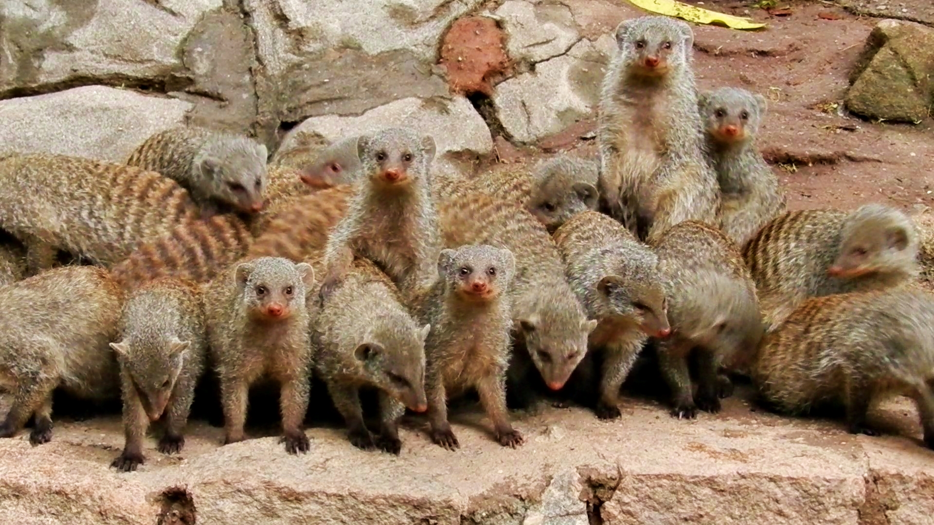 Banded mongooses - Zooparque Itatiba