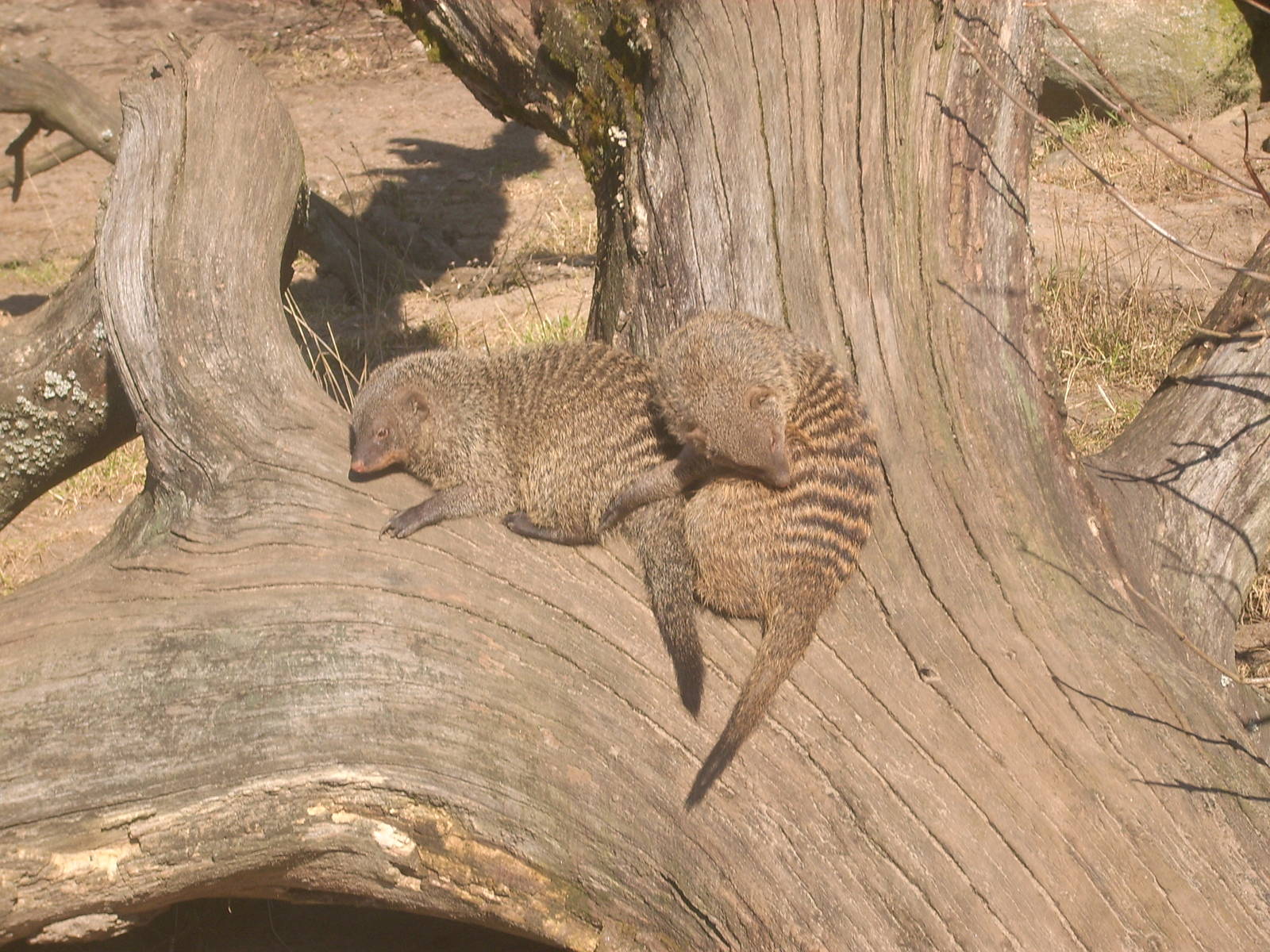 Banded mongooses