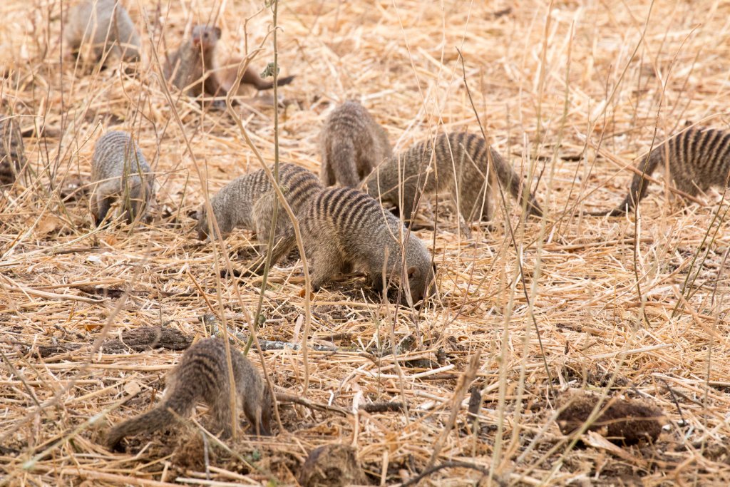 Banded Mongooses