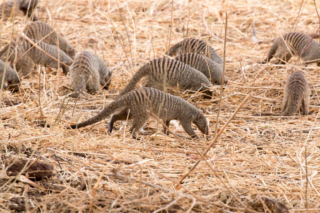 Banded Mongooses