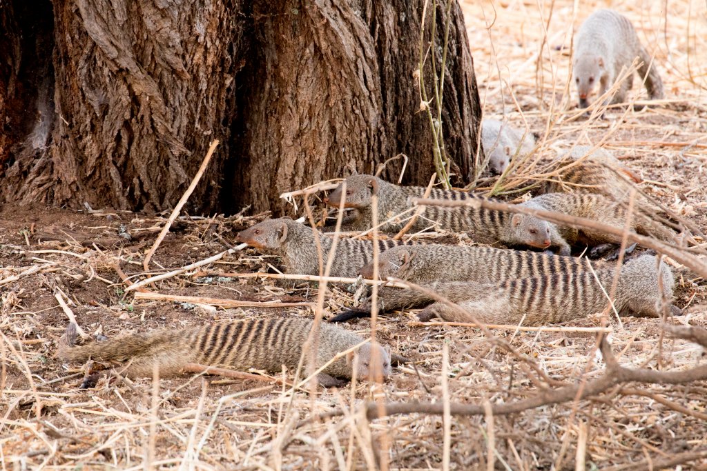 Banded Mongooses