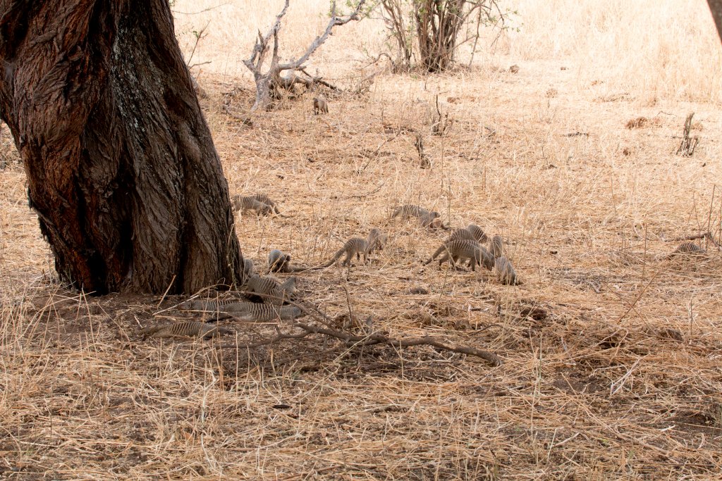 Banded Mongooses