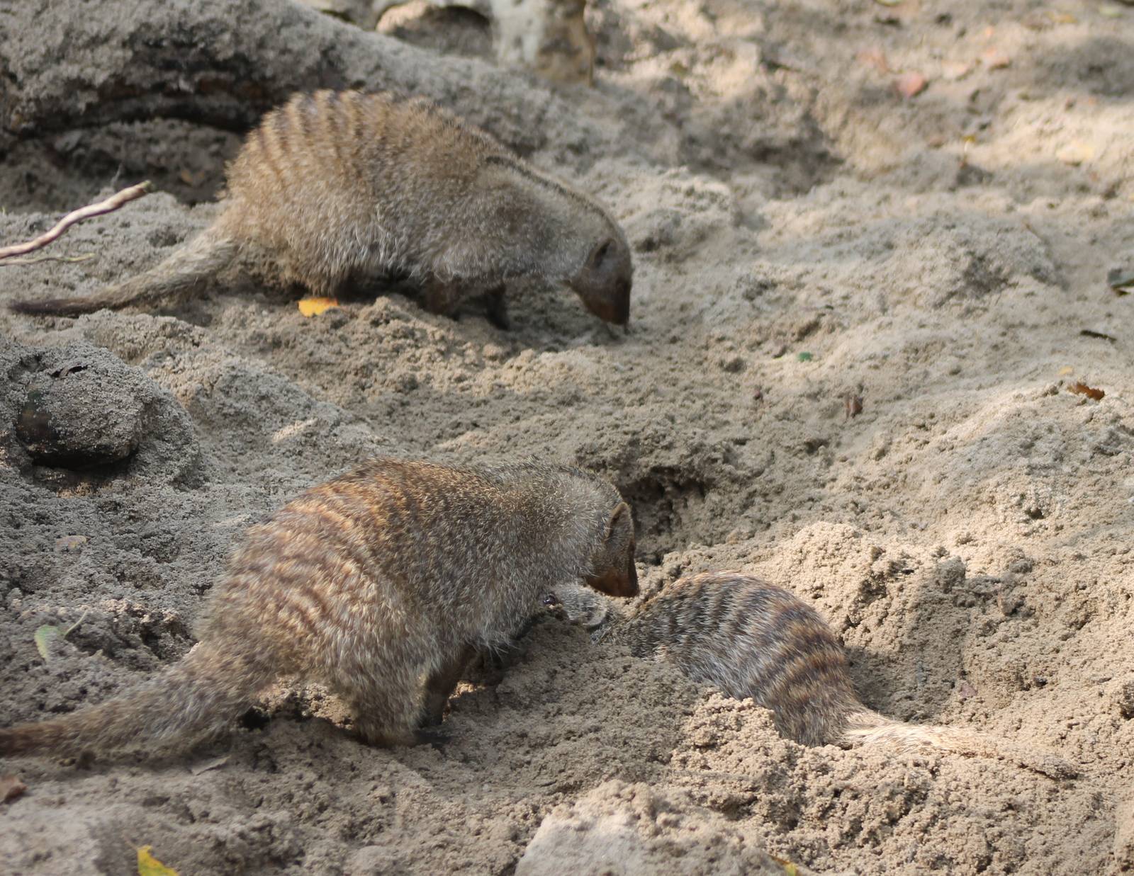 Banded mongooses