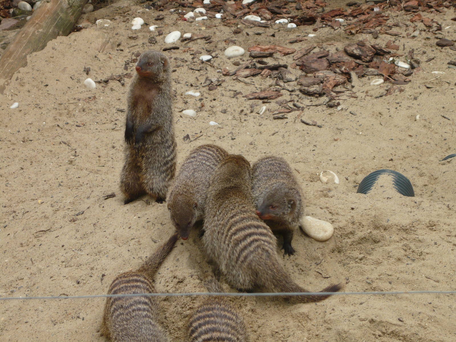 Banded mongooses