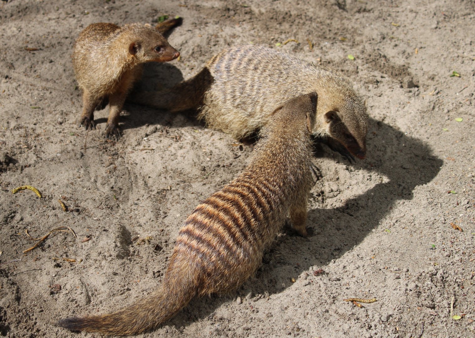 Banded mongooses