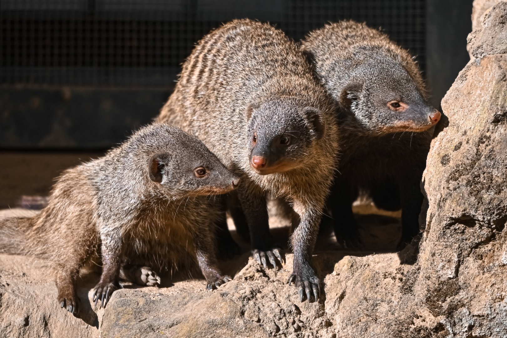 Banded mongooses