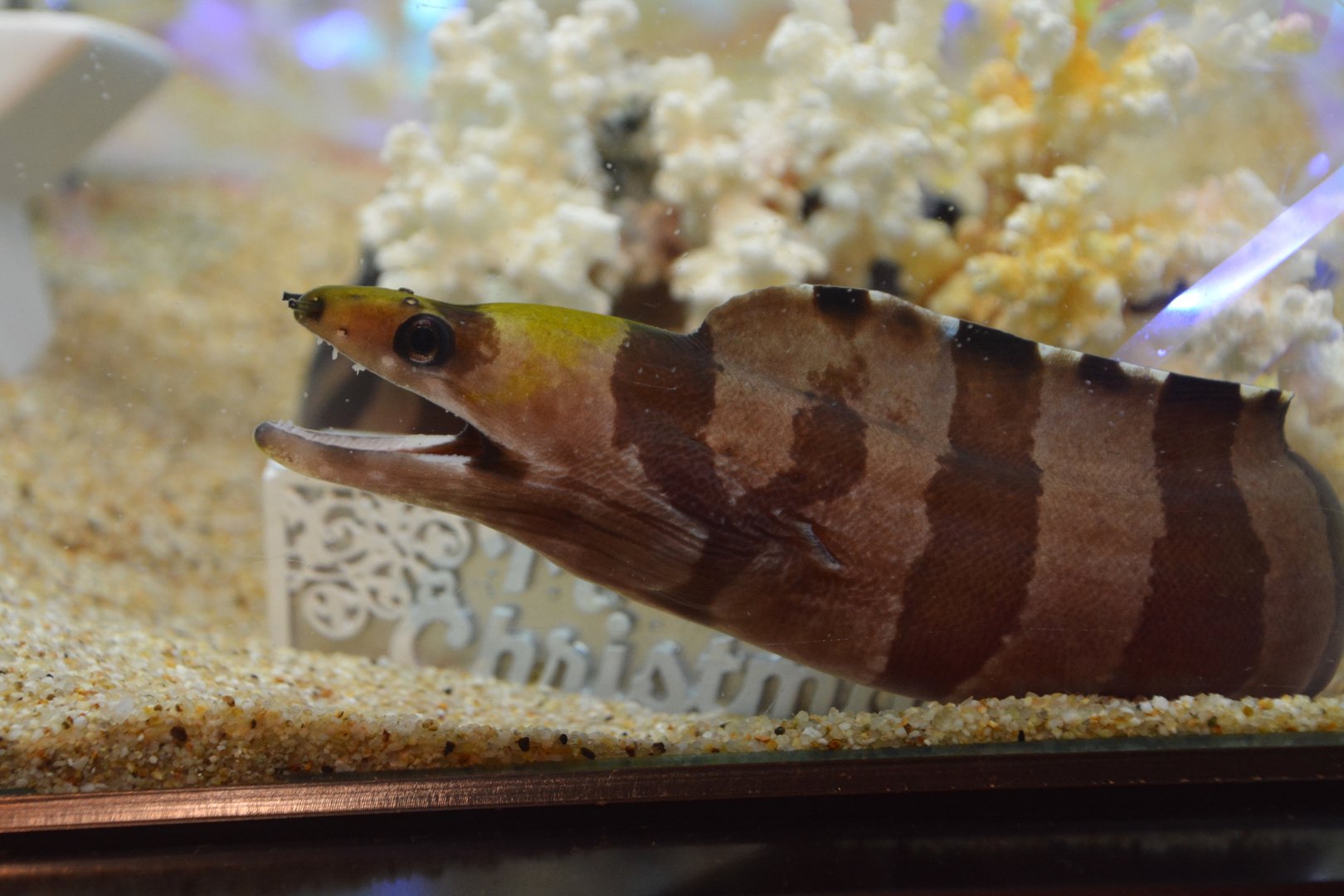Banded moray (Gymnothorax rueppelliae)