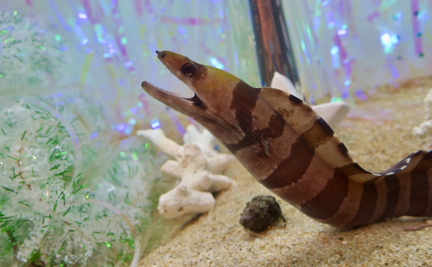 Banded Moray (Gymnothorax rueppelliae)
