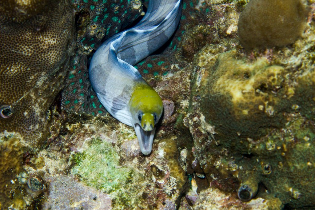 Banded Moray
