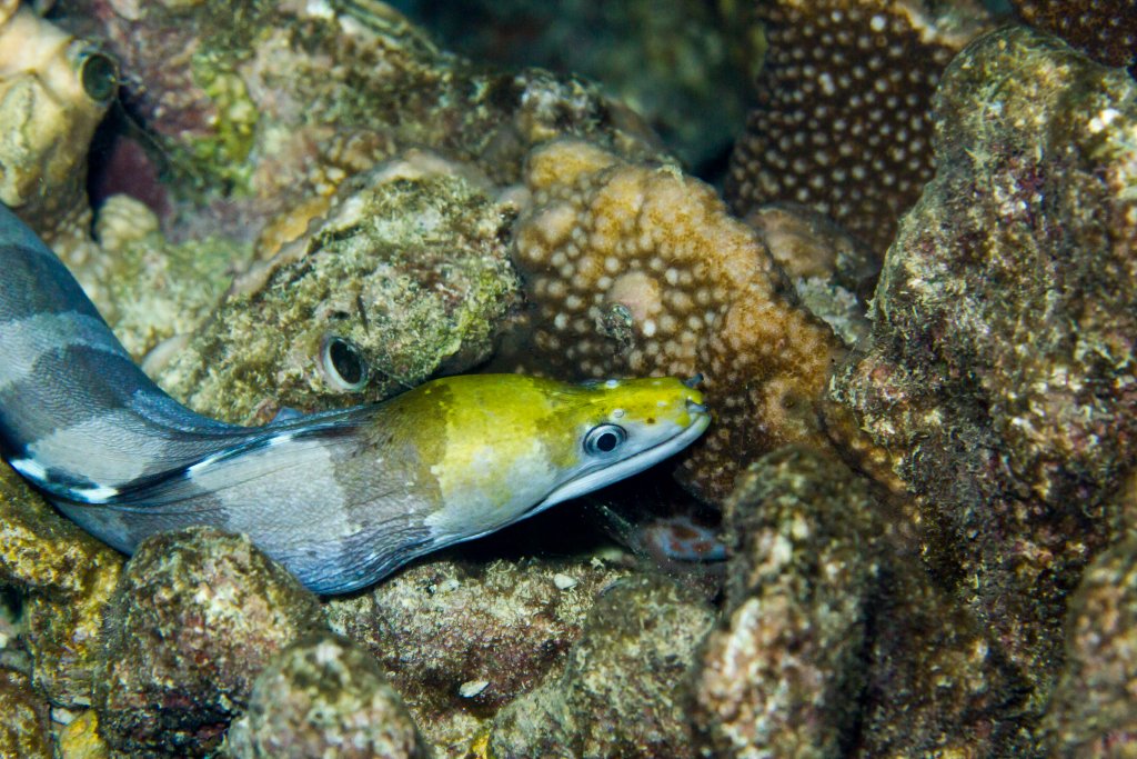 Banded Moray