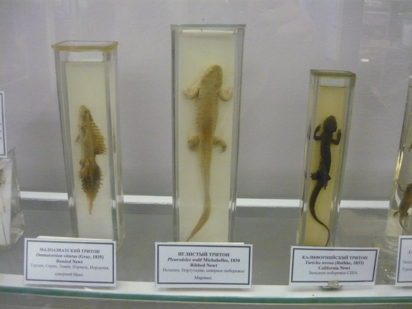 Banded newt, Ribbed newt and California newt
