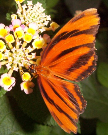 Banded Orange Tiger (Dryadula phaetusa)