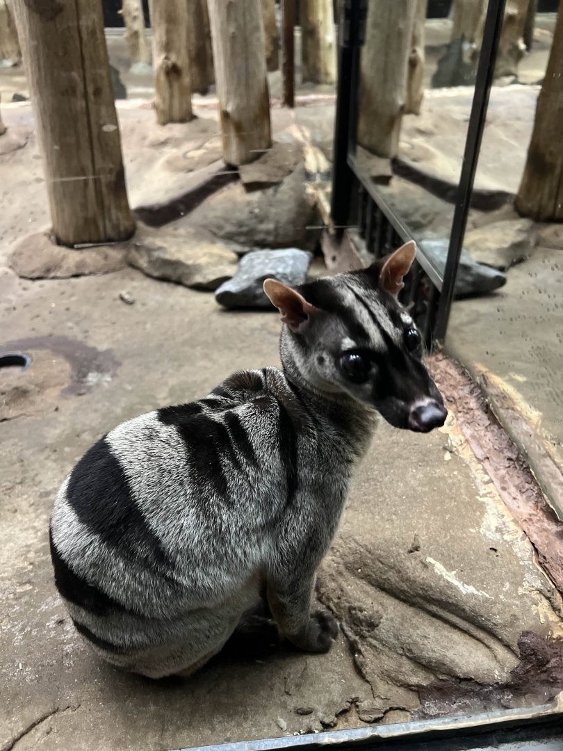 Banded palm civet | Animals of the Night