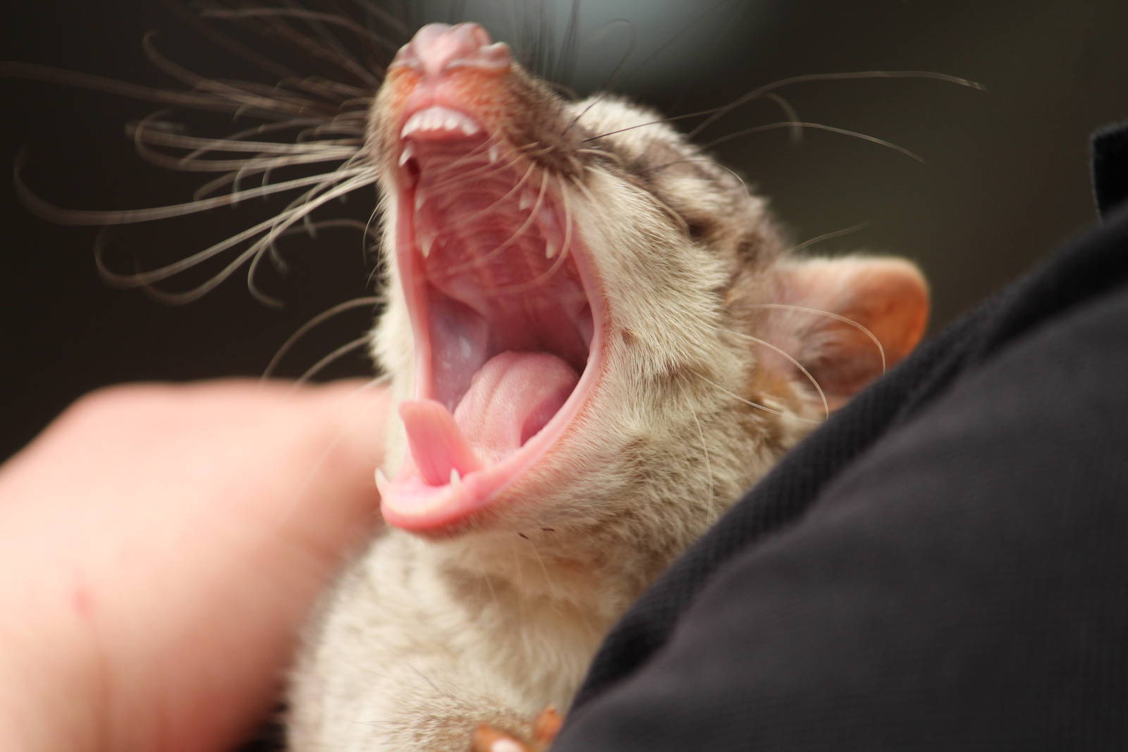 Banded palm civet, April 2015