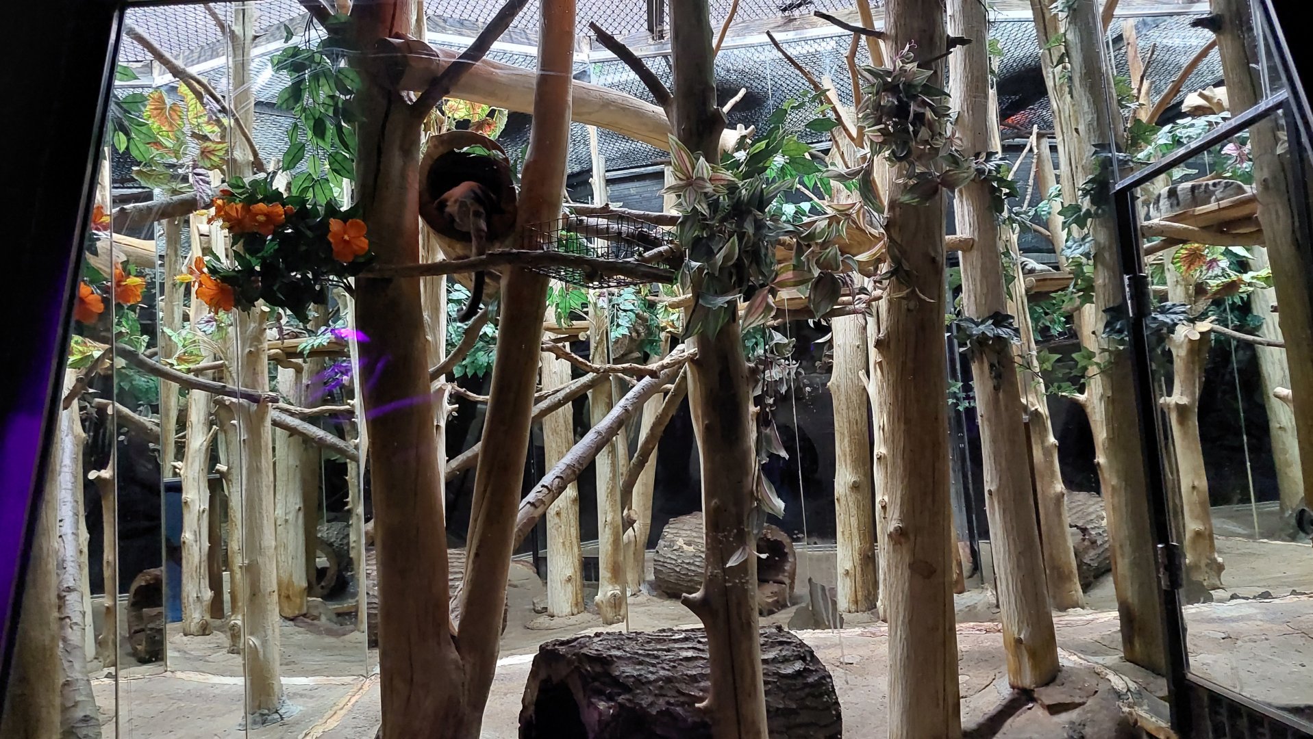 Banded Palm Civet enclosure (Hemigalus derbyanus)