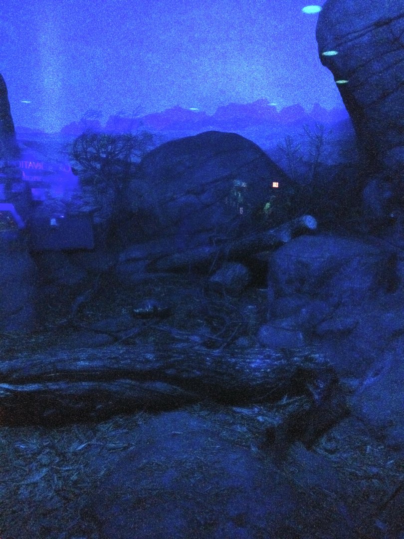 Banded Palm Civet Exhibit