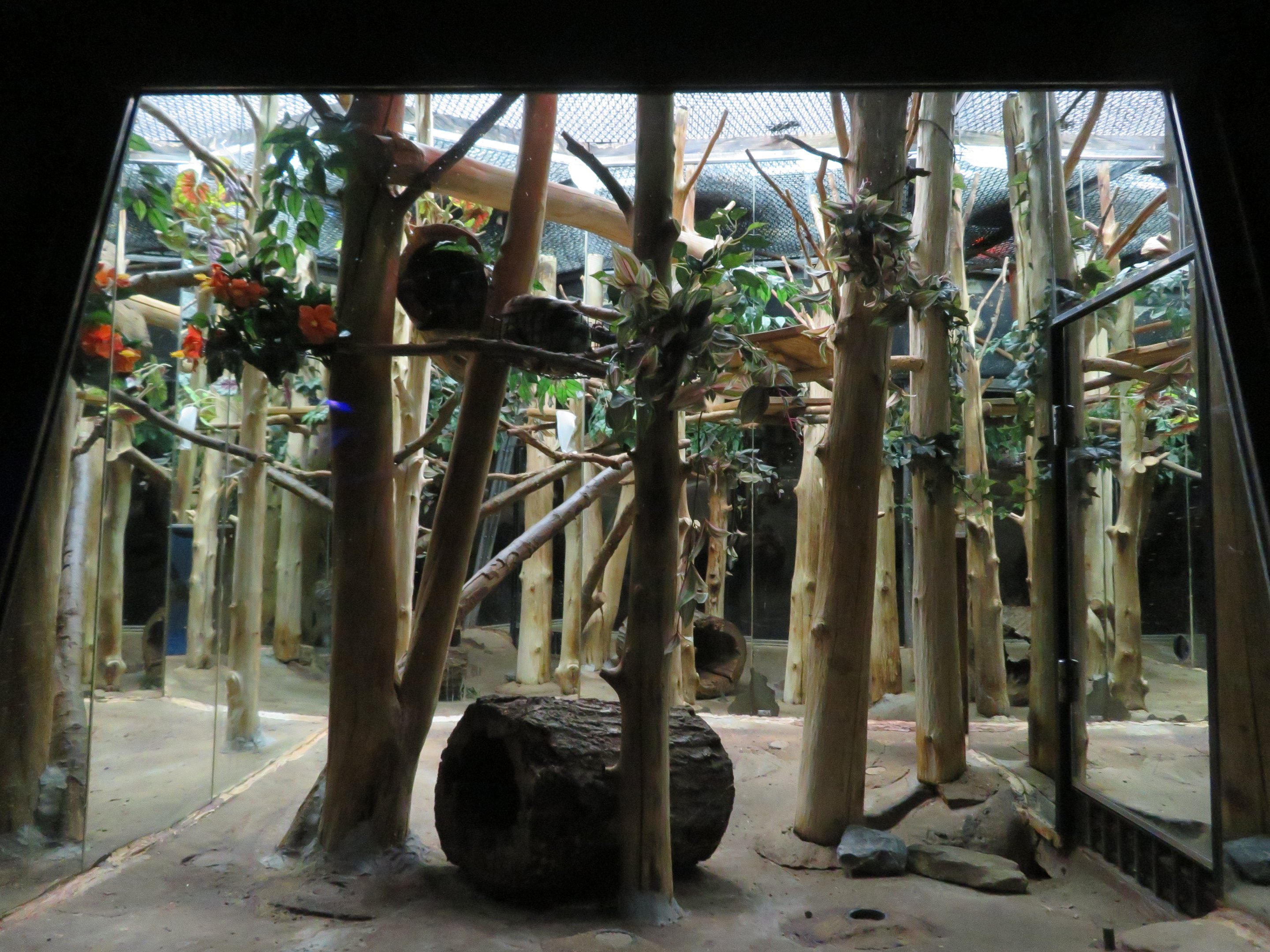 Banded Palm Civet Exhibit