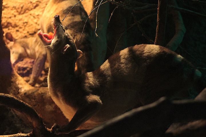 Banded palm civet (Hemigalus derbyanus derbyanus) eating an papaya slice