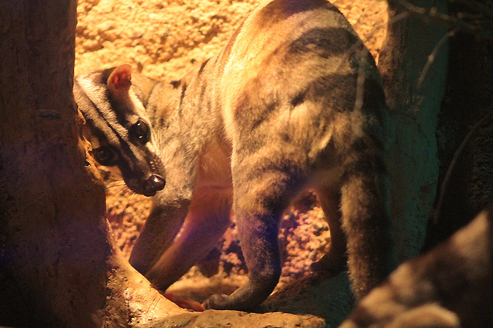 Banded palm civet (Hemigalus derbyanus derbyanus) eating pieces of chicken