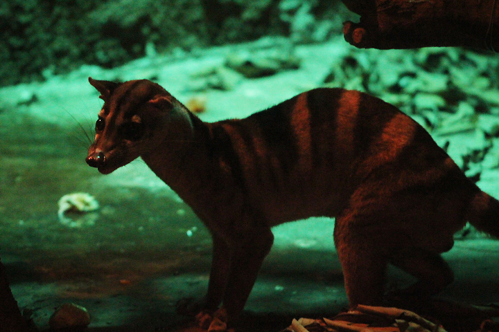Banded palm civet (Hemigalus derbyanus derbyanus) on the ground