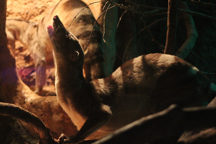 Banded palm civet (Hemigalus derbyanus derbyanus) swallowing an papaya slice