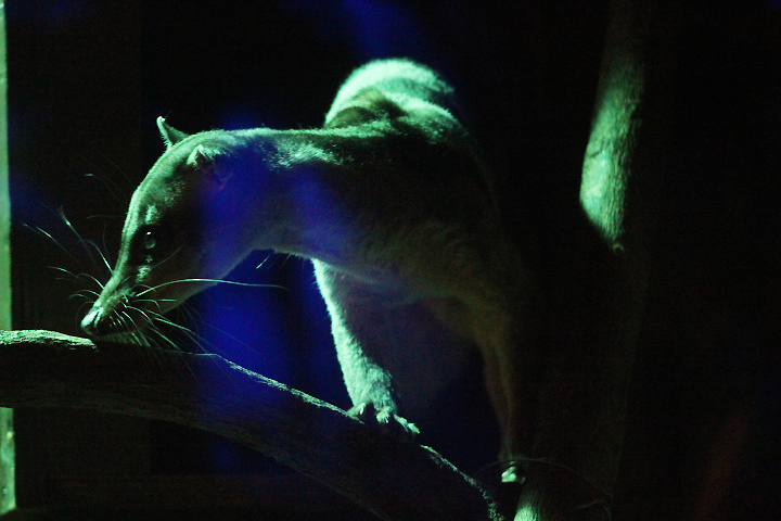 Banded palm civet (Hemigalus derbyanus derbyanus) waking up