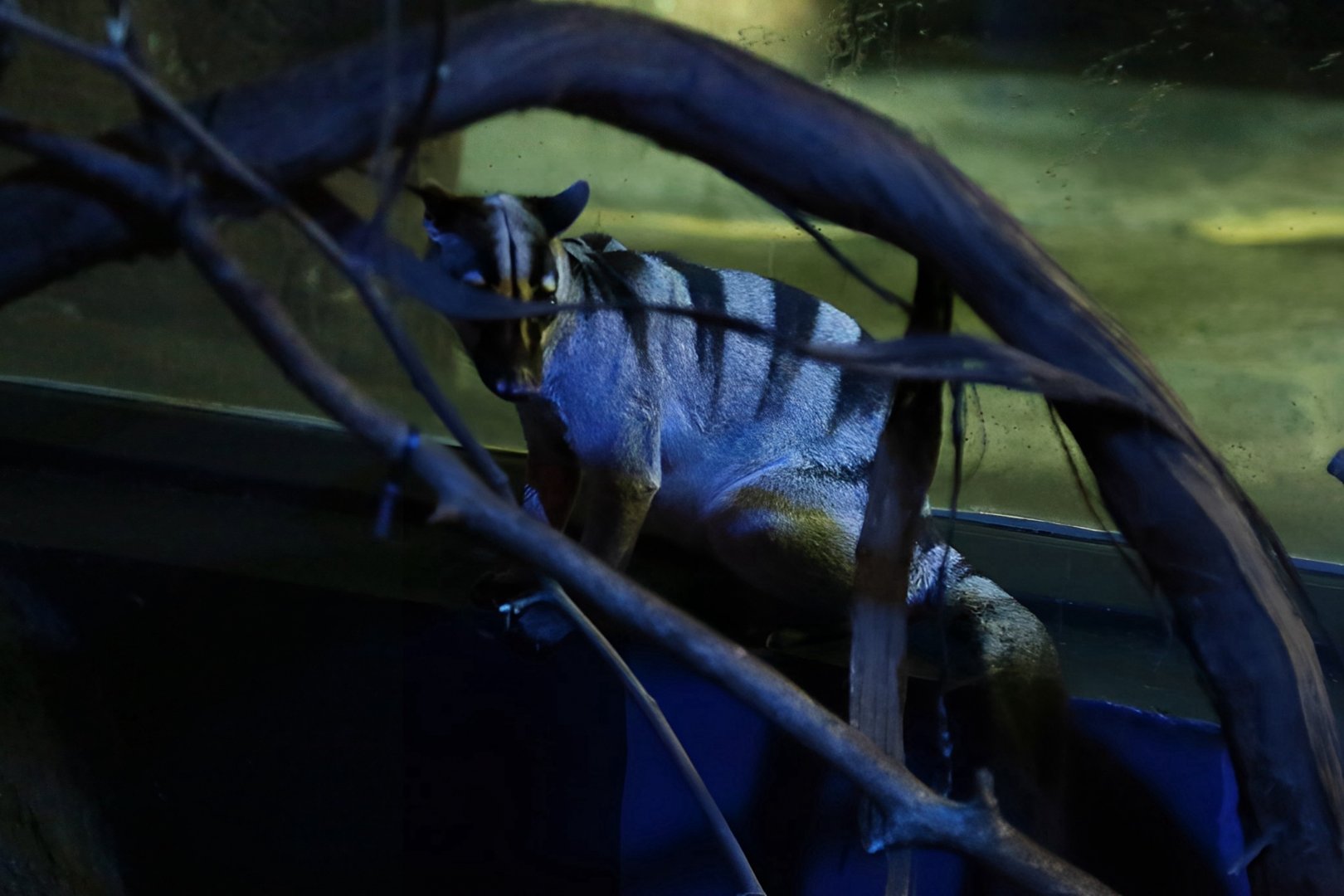 Banded Palm Civet (Hemigalus derbyanus), June 2015